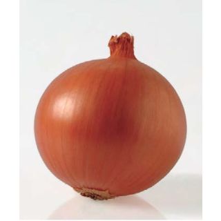 Compra CEBOLLA PANDERO F1 (100.000 Semillas) en la tienda online Fito Agrícola