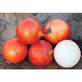 Compra CEBOLLA VALERO F1 (100.000 Semillas) en la tienda online Fito Agrícola