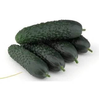 Compra PEPINO OCANA F1 (1.000 Semillas) en la tienda online Fito Agrícola