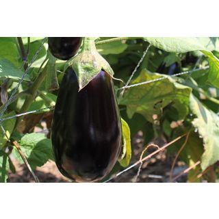 Compra BERENJENA ERICA F1 (1.000 Semillas) en la tienda online Fito Agrícola