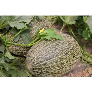 Compra MELÓN CASTELLANO F-1 (1.000 Semillas) en la tienda online Fito Agrícola