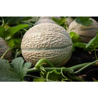 Compra MELÓN JACOBO F-1 (1.000 Semillas) en la tienda online Fito Agrícola