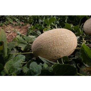 Compra MELÓN PIAS F-1 (1.000 Semillas) en la tienda online Fito Agrícola
