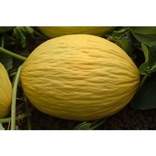 Compra MELÓN ROBLEO F-1 (1000 Semillas) en la tienda online Fito Agrícola