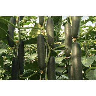 Compra PEPINO CENTAURO F-1 (1.000 Semillas) en la tienda online Fito Agrícola