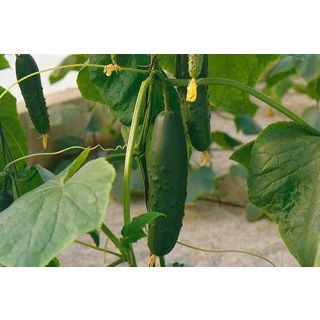 Compra PEPINO GRANADA F-1 (1.000 Semillas) en la tienda online Fito Agrícola