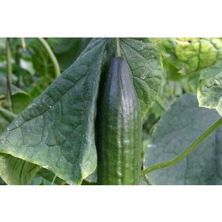 Compra PEPINO MADROÑO F-1 (1.000 Semillas) en la tienda online Fito Agrícola