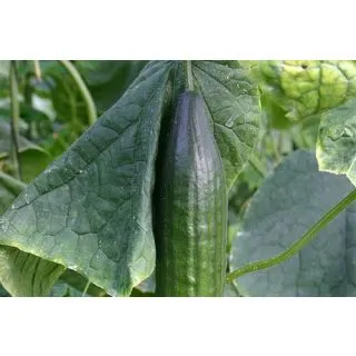 Compra PEPINO MADROÑO F-1 (1.000 Semillas) en la tienda online Fito Agrícola