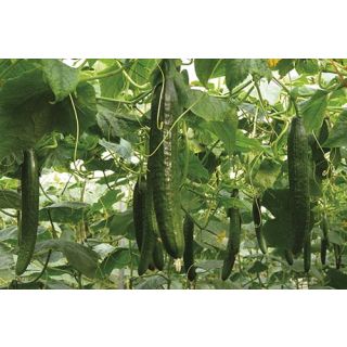 Compra PEPINO MITRE F-1 (1.000 Semillas) en la tienda online Fito Agrícola