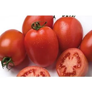 Compra TOMATE BYELSA F1 (1.000 Semillas) en la tienda online Fito Agrícola