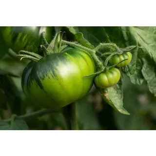 Compra TOMATE ALBARADO F1 (1.000 Semillas) en la tienda online Fito Agrícola