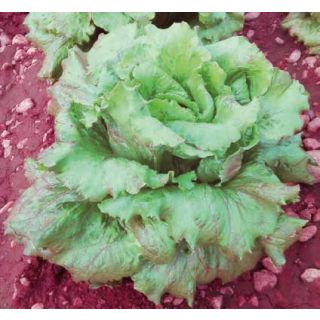 Compra LECHUGA BRODWAY Pildorada (10.000 Semillas) en la tienda online Fito Agrícola