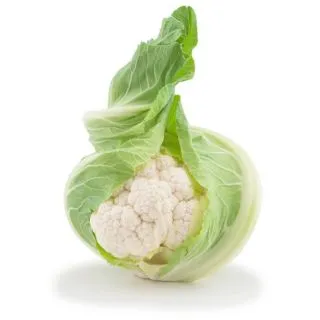 Compra CONOPIDA MERIDIEN F1 PELICULAT (10.000 semințe) en la tienda online Fito Agrícola