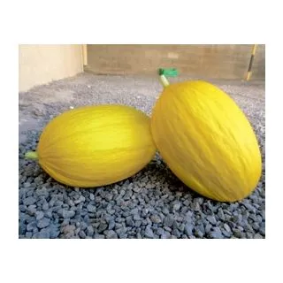 Compra MELÓN MASTIL F1 (1000 Semillas). en la tienda online Fito Agrícola