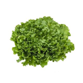 Compra ESCAROLA ARANZA (5.000 Semillas) en la tienda online Fito Agrícola