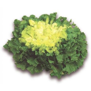 Compra ESCAROLA KALINKA (5.000 Semillas) en la tienda online Fito Agrícola