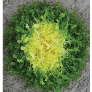 Compra ESCAROLA MINELLY (5.000 Semillas). en la tienda online Fito Agrícola