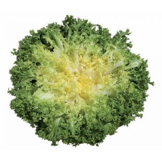 Compra ESCAROLA OPHELY (5.000 Semillas) en la tienda online Fito Agrícola