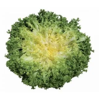 Compra ESCAROLA OPHELY (5.000 Semillas) en la tienda online Fito Agrícola