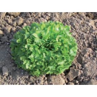 Compra ESCAROLA JIMENA (5.000 Semillas) en la tienda online Fito Agrícola