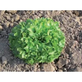 Compra ESCAROLA JIMENA (5.000 Semillas) en la tienda online Fito Agrícola