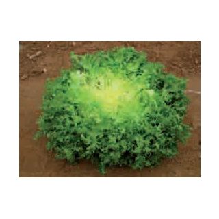 Compra ESCAROLA MELANY (5.000 Semillas) en la tienda online Fito Agrícola