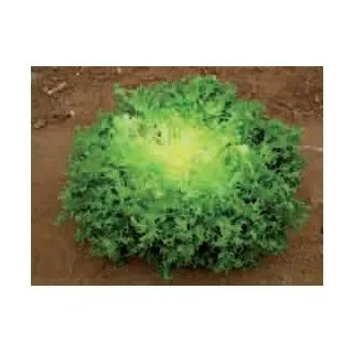 Compra ESCAROLA MELANY (5.000 Semillas) en la tienda online Fito Agrícola