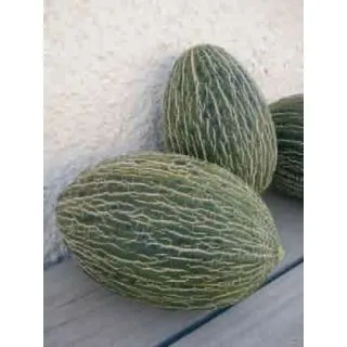 Compra MELÓN VALIENTE F1 (1000 Semillas) en la tienda online Fito Agrícola