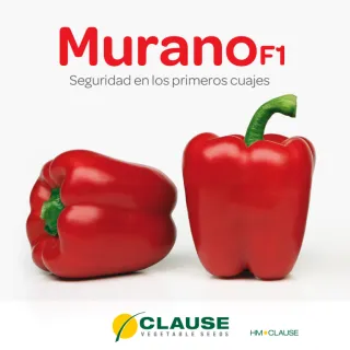 Compra PIMIENTO MURANO F1 (1000 Semillas). en la tienda online Fito Agrícola