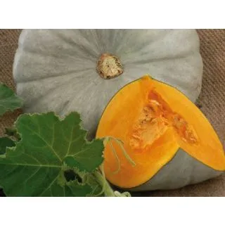 Compra CALABAZA SAMPSON F1 (1000 Semillas). en la tienda online Fito Agrícola