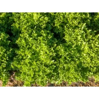 Compra ANDIVA SIMBARI Pildorada (10.000 semințe) en la tienda online Fito Agrícola