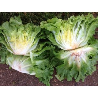 Compra ESCAROLA LEONIDA Pildorada (10.000 Semillas) en la tienda online Fito Agrícola