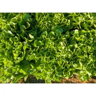 Compra ESCAROLA PERFORMANCE ECOLÓGICA Pildorada (10.000 Semillas) en la tienda online Fito Agrícola