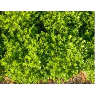 Compra ESCAROLA ASCARI Pildorada (10.000 Semillas) en la tienda online Fito Agrícola