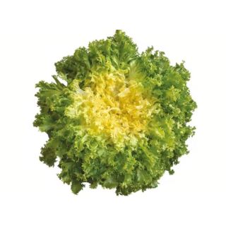 Compra ESCAROLA DOMARI Pildorada (10.000 Semillas) en la tienda online Fito Agrícola