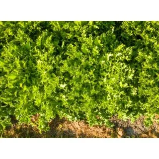 Compra ESCAROLA MILIARI Pildorada (10.000 Semillas) en la tienda online Fito Agrícola