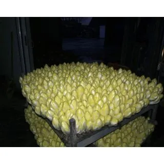 Compra ANDIVĂ TOPSCORE F1 Vilsed (100.000 Semințe). en la tienda online Fito Agrícola