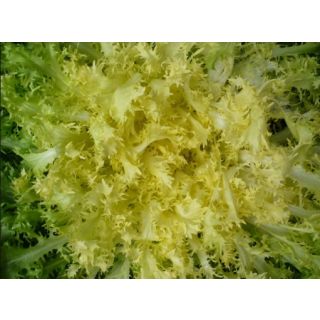 Compra ESCAROLA RECOLETA Pildorada (10.000 Semillas) en la tienda online Fito Agrícola