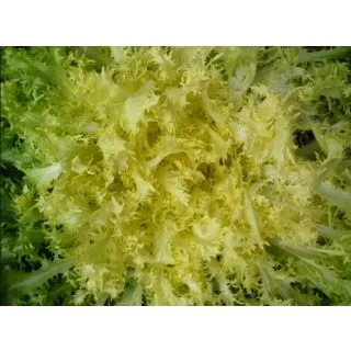 Compra ANDIVE CÂRLIONȚATĂ RECOLTA Pildorată (10.000 Semințe) en la tienda online Fito Agrícola