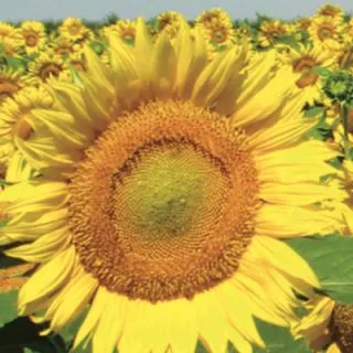 Compra GIRASOL SEGUIRIYA F1 (150.000 Semillas). en la tienda online Fito Agrícola