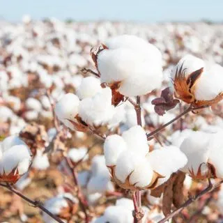Compra BUMBAC MANUELA (20 kg) en la tienda online Fito Agrícola