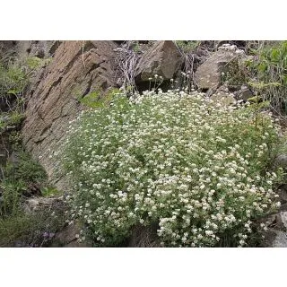 Compra BOCHA PELUDA (10 gr.). en la tienda online Fito Agrícola