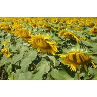 Compra GIRASOL ITALICA (150.000 Semillas) en la tienda online Fito Agrícola