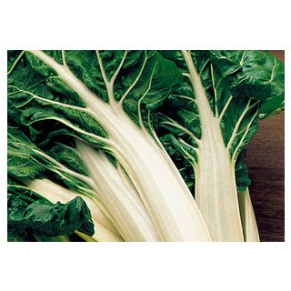 Compra ACELGA VERDE PENCA BLANCA R.A. Calibrada (25.000 Semillas) en la tienda online Fito Agrícola