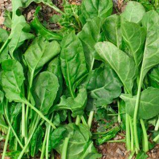 Compra ACELGA VERDE DE CORTAR Sel. Verco Calibrada (25.000 Semillas) en la tienda online Fito Agrícola