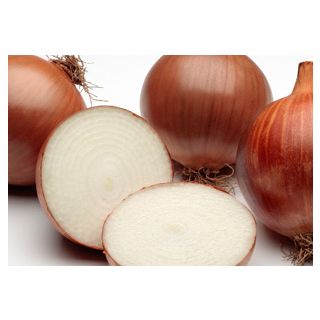 Compra CEBOLLA CÍCLOPE Pildorada (25.000 Semillas) en la tienda online Fito Agrícola