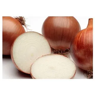 Compra CEBOLLA CÍCLOPE Calibrada (100.000 Semillas) en la tienda online Fito Agrícola