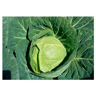 Compra COL ROCIERO F1 (2.500 Semillas) en la tienda online Fito Agrícola