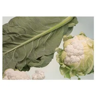 Compra COLIFLOR SERAC F1 (500 Semillas) en la tienda online Fito Agrícola