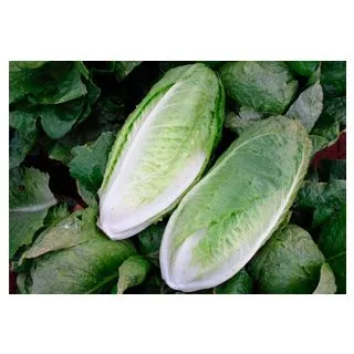 Compra LECHUGA MONTERREAL Pildorada (5.000 Semillas) en la tienda online Fito Agrícola